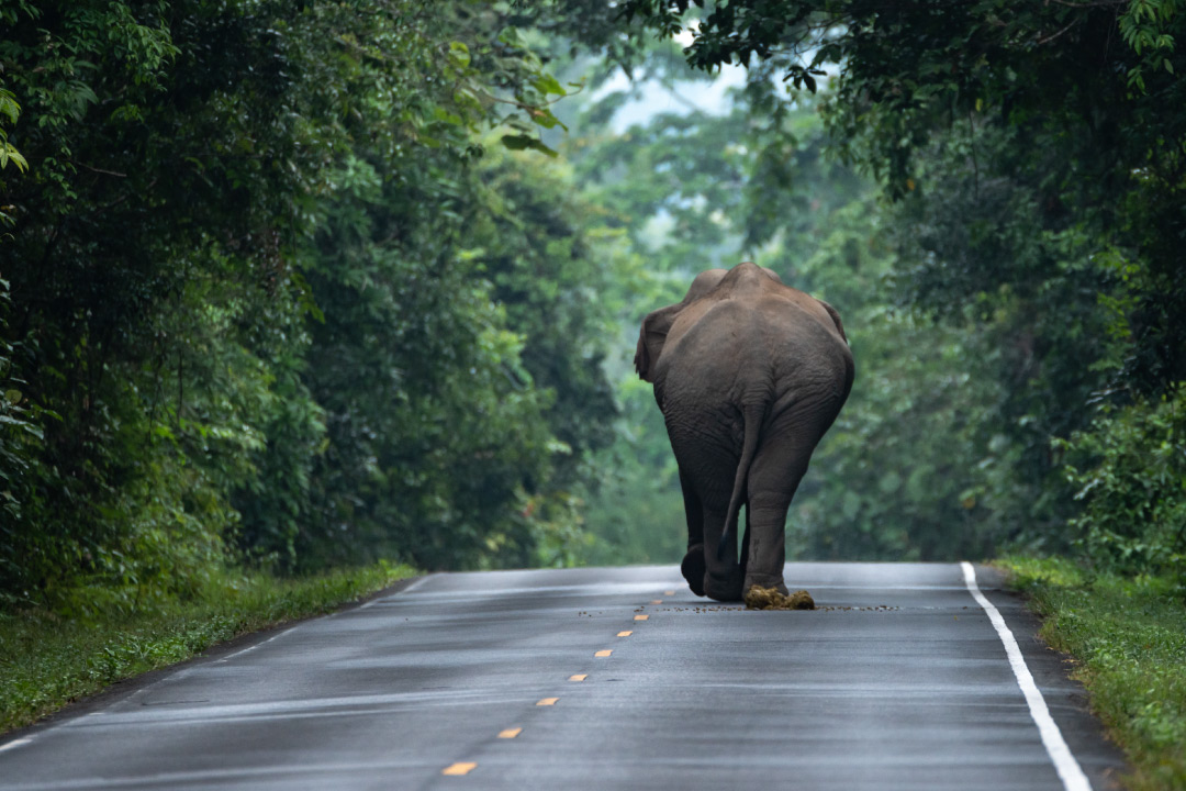 อุทยานแห่งชาติเขาใหญ่