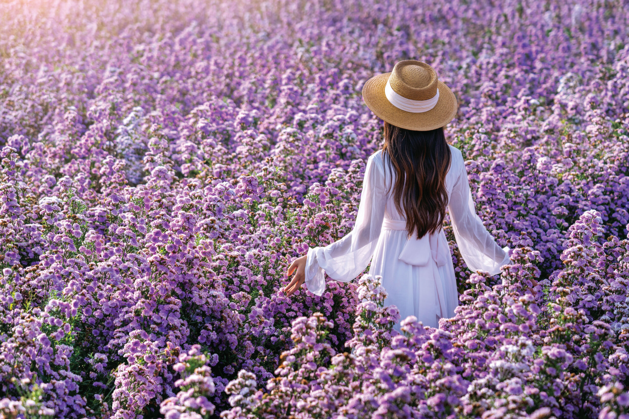 ทุ่งลาเวนเดอร์เมืองติฮานี (The lavender fields in Tihany)