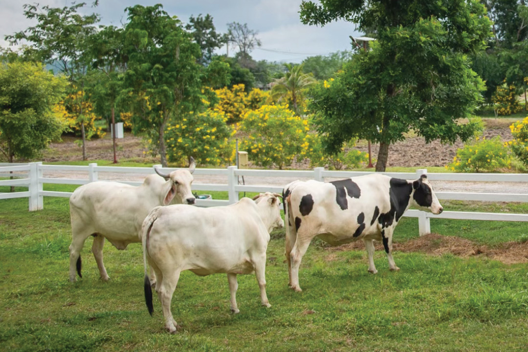 Farm tour at Green Me Organic Farm