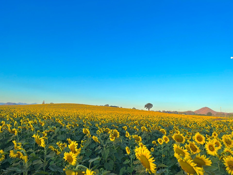 Maneesorn Sunflower Field