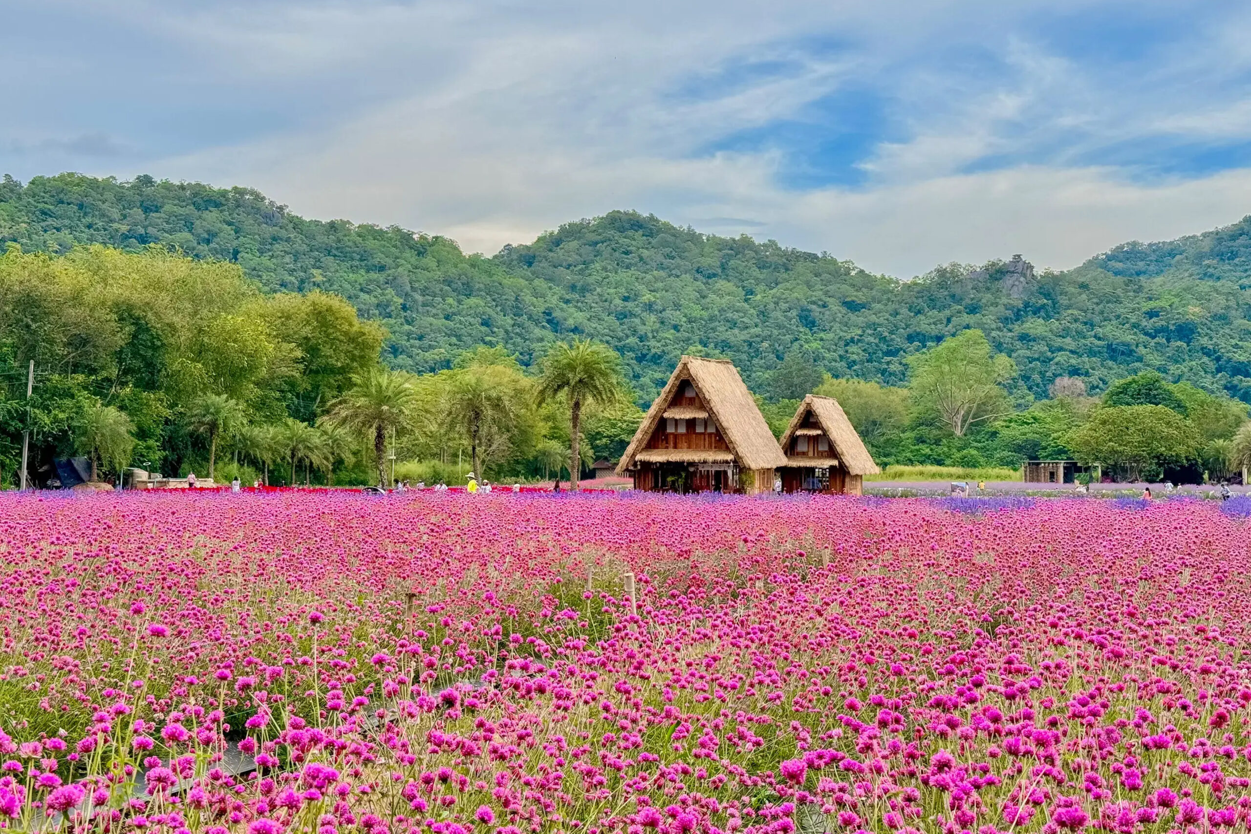 Enjoy the Beautiful Flower at Hokkaido Flower Park