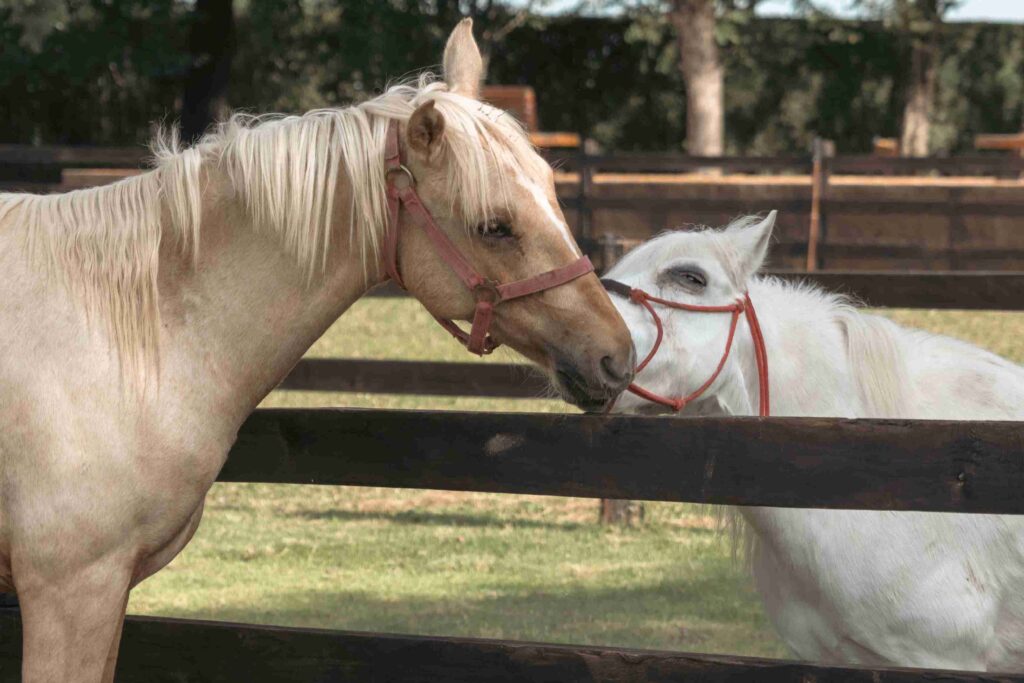 Meet the Adorable Miniature Horses