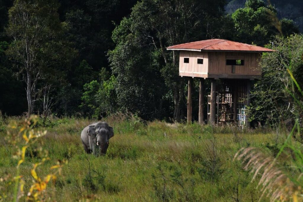 Nong Phak Chi Wildlife Watching Tower: Animals You Would See