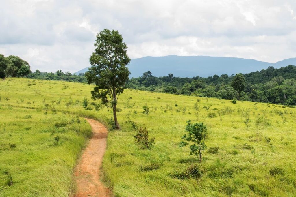 Nong Phak Chi Wildlife Watching Tower: When to Visit